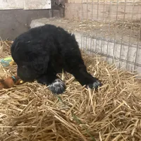 Midnight , a male Australian Shepherd and Golden Retriever for sale in Millersburg, IN – Photo 1 of 4