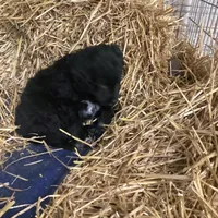 Midnight , a male Australian Shepherd and Golden Retriever for sale in Millersburg, IN – Photo 3 of 4