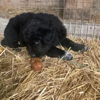 Midnight , a male Australian Shepherd and Golden Retriever for sale in Millersburg, IN – Photo 2 of 4