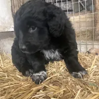 Midnight , a male Australian Shepherd and Golden Retriever for sale in Millersburg, IN – Photo 4 of 4