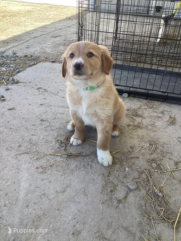Fluff – Australian Shepherd, Golden Retriever puppy for sale in Millersburg, IN