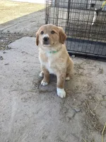 Fluff, a male Australian Shepherd and Golden Retriever for sale in Millersburg, IN – Photo 1 of 3