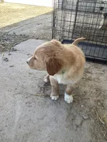 Fluff, a male Australian Shepherd and Golden Retriever for sale in Millersburg, IN – Photo 3 of 3