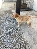 Fluff, a male Australian Shepherd and Golden Retriever for sale in Millersburg, IN – Photo 2 of 3