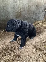 Jumbo , a male Australian Shepherd and Golden Retriever for sale in Millersburg, IN – Photo 4 of 5