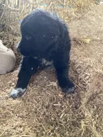 Jumbo , a male Australian Shepherd and Golden Retriever for sale in Millersburg, IN – Photo 2 of 5
