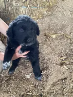 Jumbo , a male Australian Shepherd and Golden Retriever for sale in Millersburg, IN – Photo 5 of 5