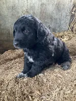 Jumbo , a male Australian Shepherd and Golden Retriever for sale in Millersburg, IN – Photo 1 of 5