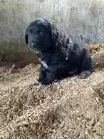 Jumbo , a male Australian Shepherd and Golden Retriever for sale in Millersburg, IN – Photo 3 of 5