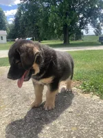 Fluff, a male German Shepherd Dog and Labrador Retriever for sale in Millersburg, IN – 5 of 5