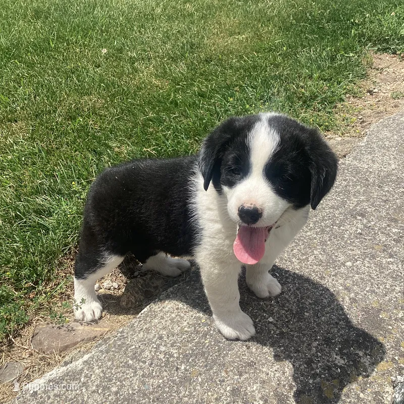 Bill – German Shepherd Dog, Labrador Retriever puppy for sale in Millersburg, IN