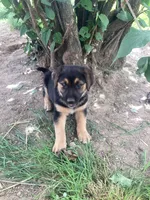 Queeny, a female German Shepherd Dog and Labrador Retriever for sale in Millersburg, IN – 3 of 5