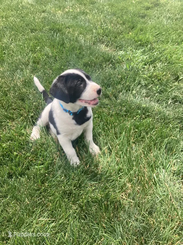 Holstein  – German Shepherd Dog, Labrador Retriever puppy for sale in Millersburg, IN