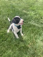 Holstein , a male German Shepherd Dog and Labrador Retriever for sale in Millersburg, IN – 1 of 7