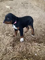Frisky, a female Australian Shepherd and Golden Retriever for sale in Millersburg, IN – Photo 2 of 5