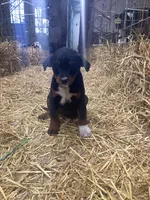 Frisky, a female Australian Shepherd and Golden Retriever for sale in Millersburg, IN – Photo 5 of 5