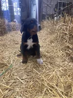 Frisky, a female Australian Shepherd and Golden Retriever for sale in Millersburg, IN – Photo 4 of 5