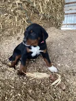 Frisky, a female Australian Shepherd and Golden Retriever for sale in Millersburg, IN – Photo 1 of 5