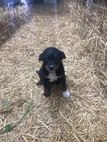 Frisky, a female Australian Shepherd and Golden Retriever for sale in Millersburg, IN – Photo 3 of 5