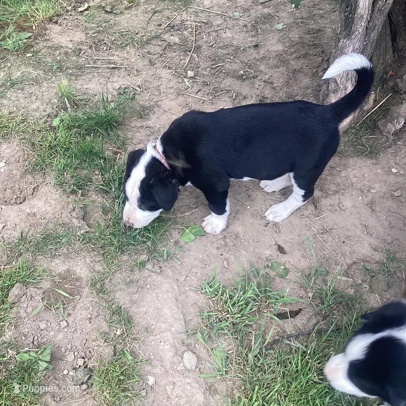 Gorge  – German Shepherd Dog, Labrador Retriever puppy for sale in Millersburg, IN