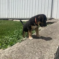 Sparky , a male German Shepherd Dog and Labrador Retriever for sale in Millersburg, IN – 2 of 5