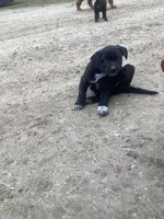 Blackie, a male Australian Shepherd and Golden Retriever for sale in Millersburg, IN – Photo 3 of 4