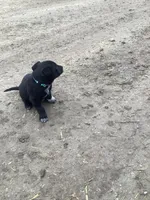 Blackie, a male Australian Shepherd and Golden Retriever for sale in Millersburg, IN – Photo 2 of 4