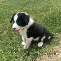 Bill, a male German Shepherd Dog and Labrador Retriever for sale in Millersburg, IN – 5 of 5