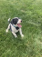 Holstein , a male German Shepherd Dog and Labrador Retriever for sale in Millersburg, IN – 4 of 7