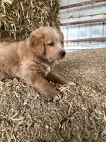 Molly, a female Australian Shepherd and Golden Retriever for sale in Millersburg, IN – Photo 2 of 2