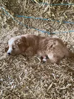 Molly, a female Australian Shepherd and Golden Retriever for sale in Millersburg, IN – Photo 1 of 2