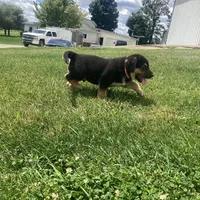 Sparky , a male German Shepherd Dog and Labrador Retriever for sale in Millersburg, IN – 5 of 5