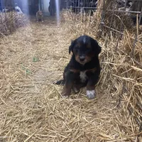 Trixy, a male Australian Shepherd and Golden Retriever for sale in Millersburg, IN – Photo 1 of 4