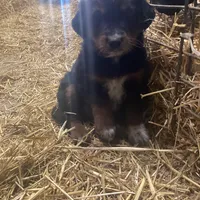 Trixy, a male Australian Shepherd and Golden Retriever for sale in Millersburg, IN – Photo 3 of 4