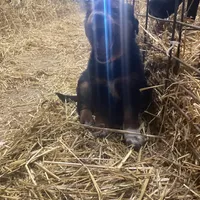 Trixy, a male Australian Shepherd and Golden Retriever for sale in Millersburg, IN – Photo 4 of 4