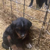 Trixy, a male Australian Shepherd and Golden Retriever for sale in Millersburg, IN – Photo 2 of 4