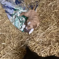 Princess, a female Australian Shepherd and Golden Retriever for sale in Millersburg, IN – Photo 5 of 6