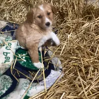 Princess, a female Australian Shepherd and Golden Retriever for sale in Millersburg, IN – Photo 2 of 6