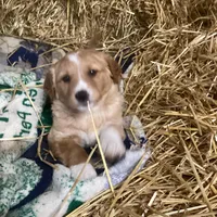 Princess, a female Australian Shepherd and Golden Retriever for sale in Millersburg, IN – Photo 1 of 6