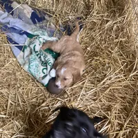 Princess, a female Australian Shepherd and Golden Retriever for sale in Millersburg, IN – Photo 4 of 6