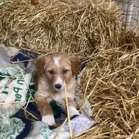 Princess, a female Australian Shepherd and Golden Retriever for sale in Millersburg, IN – Photo 3 of 6