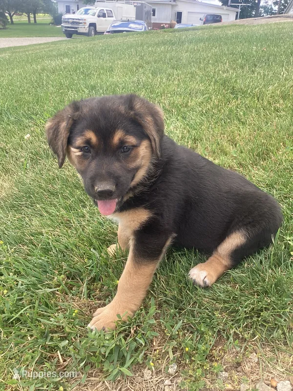 Queeny – German Shepherd Dog, Labrador Retriever puppy for sale in Millersburg, IN