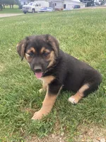 Queeny, a female German Shepherd Dog and Labrador Retriever for sale in Millersburg, IN – 2 of 5