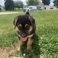 Sparky , a male German Shepherd Dog and Labrador Retriever for sale in Millersburg, IN – 4 of 5