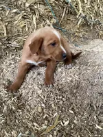 Polly, a female Australian Shepherd and Golden Retriever for sale in Millersburg, IN – Photo 4 of 5