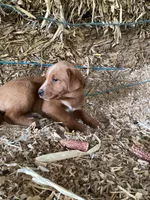 Polly, a female Australian Shepherd and Golden Retriever for sale in Millersburg, IN – Photo 5 of 5
