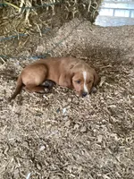 Polly, a female Australian Shepherd and Golden Retriever for sale in Millersburg, IN – Photo 1 of 5