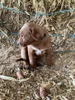 Polly, a female Australian Shepherd and Golden Retriever for sale in Millersburg, IN – Photo 2 of 5