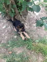 Queeny, a female German Shepherd Dog and Labrador Retriever for sale in Millersburg, IN – 5 of 5