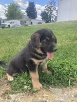Fluff, a male German Shepherd Dog and Labrador Retriever for sale in Millersburg, IN – 2 of 5